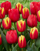Tulipa Andre Citroen, Tulipa Rescue