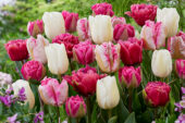 Tulipa Pink and White mix 