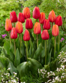 Tulipa Triple A, Verandi