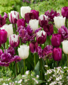 Tulipa Purple and White mix