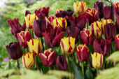 Tulipa Burgundy and Yellow mix