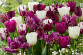 Tulipa Paars en Wit mix