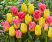 Tulipa Tom Pouce, Strong Gold