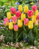 Tulipa Tom Pouce, Strong Gold