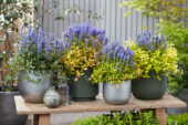 Ajuga collectie , Feathered Friends™