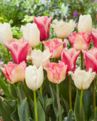 Tulipa Pink and White mix