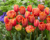 Tulipa Orange mix