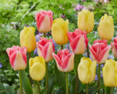 Tulipa Avocado, Supermodel