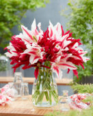Tulipa Lily-flowering Bouquet