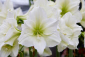 Hippeastrum Matterhorn