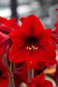 Hippeastrum Rapido