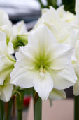 Hippeastrum Matterhorn