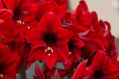 Hippeastrum Rapido