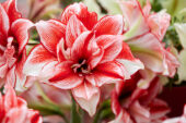 Hippeastrum Flamed Amadeus