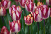 Tulipa Colour Fusion