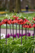 Fritillaria imperialis Rubra