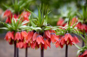 Fritillaria imperialis Rubra