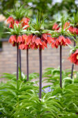 Fritillaria imperialis Rubra