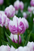 Tulipa Flaming Prince