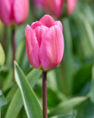 Tulipa Big Love