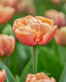 Tulipa Copper Image