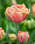 Tulipa Copper Image
