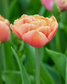 Tulipa Copper Image