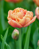 Tulipa Copper Image