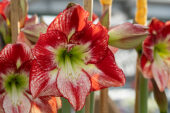 Hippeastrum Flamenco Queen