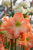 Hippeastrum Serenity