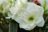 Hippeastrum White Amadeus