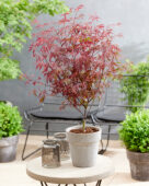 Acer palmatum Royal Garnet