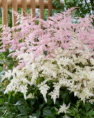 Astilbe Fireworks Pink, Fireworks White