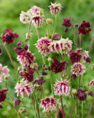Aquilegia Barlow mix