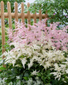 Astilbe Fireworks Pink, Fireworks White