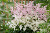 Astilbe Fireworks Pink, Fireworks White