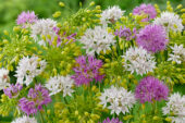 Allium mix