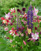 Aquilegia and Lupinus mix