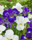 Iris sibirica Golden Edge, Esther C.D.M.