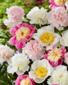Paeonia mix