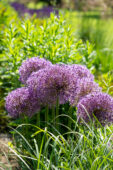 Allium Globemaster