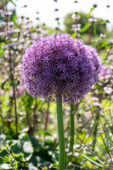 Allium Globemaster