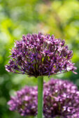 Allium atropurpureum