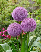 Allium Party Balloons