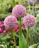 Allium Lucky Balloons