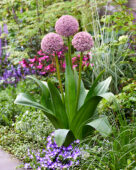 Allium Lucky Balloons