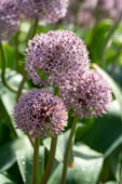 Allium Lucky Balloons
