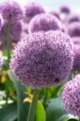 Allium Party Balloons