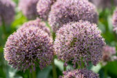 Allium Lucky Balloons