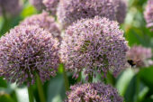 Allium Lucky Balloons